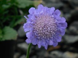 purple flower on the ground in the forest