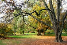 autumn in a garden