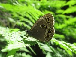 Woodland brown butterfly in the summer