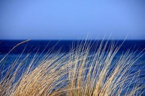 grass on the dunes on the coast