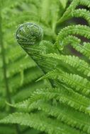 green fern curled close-up on blurred background