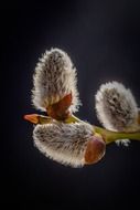 Close up photo of willows on a branch