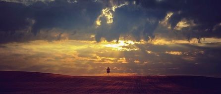 Landscape of lonely tree in the field