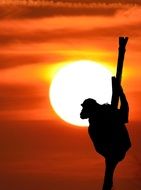black silhouette of a monkey on sunset