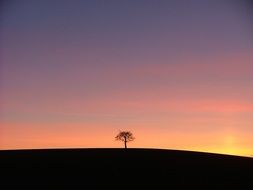 lonely tree on a hill on a background of pink sunset