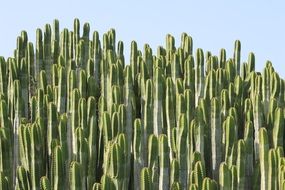 green cactus on Tenerife