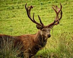 red deer with big horns