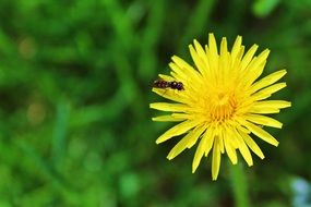 impressive dandelion blossom