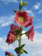 alcea rosea