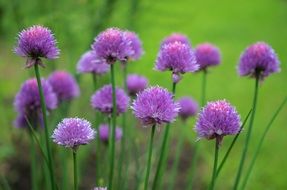 natural purple wildflowers