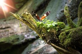 butterfly among the magical world of nature