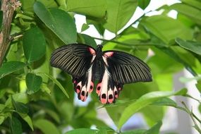 beautiful butterfly on a bush closeup