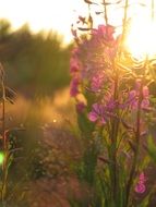 horsma plants on meadow at the sunlight