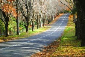 road between trees at sunny autumn day