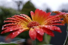 gerbera flower blossom with rain drops