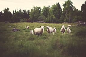 farm sheep on a field