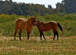 Brown horses on the ranch