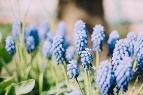 Blue flowers hyacinths in spring