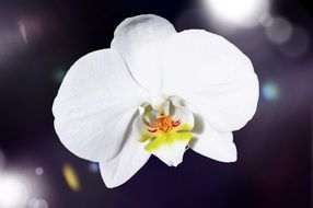 White orchid on blurred background