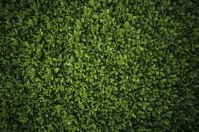 ornamental green leaves of privet