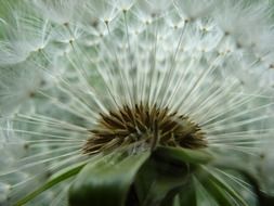 dandelion close up