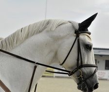 white horse in harness on farm