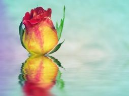 colorful rose in mirror reflection