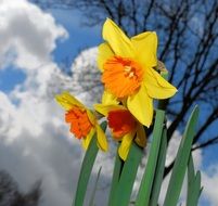 colorful yellow daffodils in spring