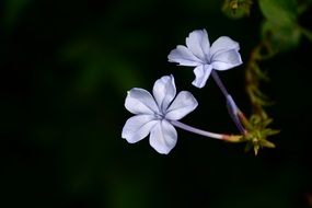 flower lavender