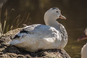 feathered near the water on a blurred background