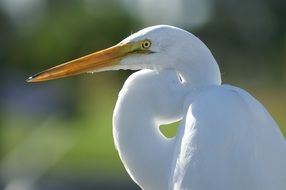 Photo of the white crane