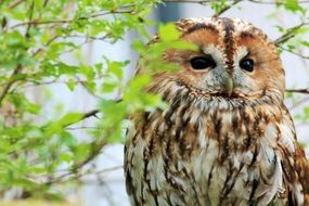 Picture of fluffy owl on a tree on a blurred background