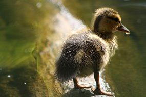 Young duck on a pond