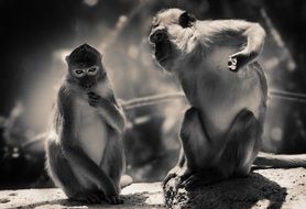 Black and white photo of mountain monkeys