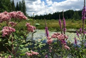 view of trees and flowers near the pond