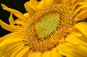 sun flower close-up