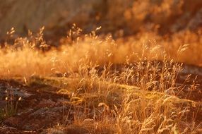 golden grass on a hill in the sun