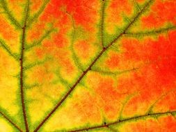 Macro picture of sycamore leaf