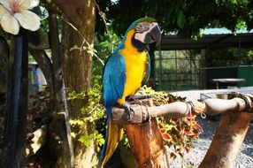 tropical parrot in the wild