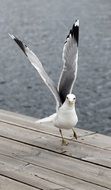 white gull with raised gray wings