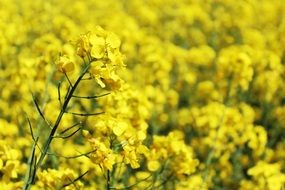 field of oilseed rape flowers