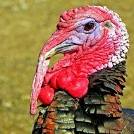 turkey head on green background close up