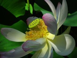 lotus seed head close-up