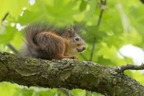 squirrel in wildlife