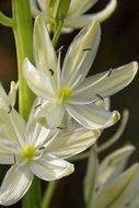 Close-up of the beautiful, blooming white and yellow prairie lily flowers