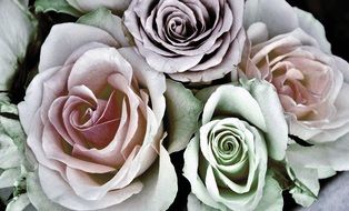 bouquet of pastel roses close up
