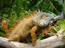 exotic reptile in nature