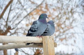 two pigeons is sitting together ,winter