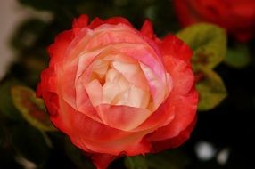 red fluffy rose with pink center