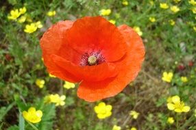 Red poppy flower blossoms